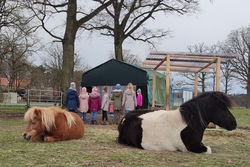 Ein Tag mit Ponys und Eseln