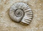 Walderlebnis und Fossilien suchen