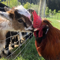 Ausflug in den Wildfreizeitpark Oberreith