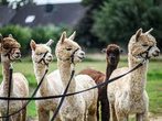 Alpakawanderung und Basteln mit Alpaka Wolle