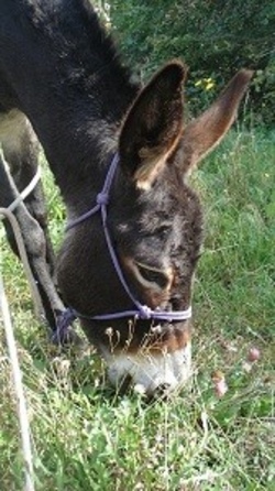 Tierisch gut! Alles rund um den Esel!