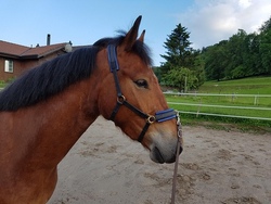 Kindertag auf dem Reiterhof  I