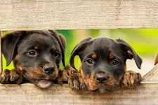 Abenteuer Hund