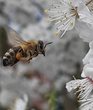 Die Welt der Bienen 1