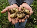 Kartoffelfest auf dem Bauernhof