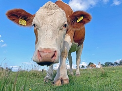 Tierisch-kuhl auf dem Bauernhof 