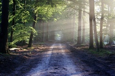 Spielend den Wald kennenlernen