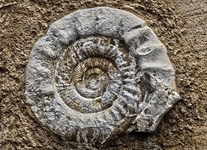 Die Fossilienj&auml;ger*innen