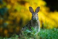 Tiere im Wald-Lernort natur