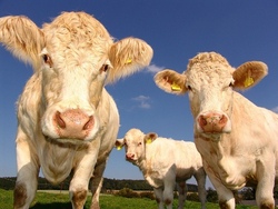 Vom Gras zur Milch