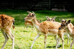 Jagd, Wild und Natur