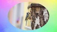 Bastel-Werkstatt "Vogelnistkasten"