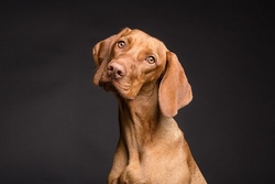 Abenteuer Helfen mit Rettungshund (Adventure with a Search and Rescue Dog)