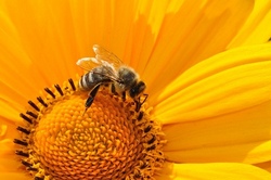 Die wunderbare Welt der Bienen entdecken!