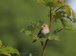 Vogelforschung mit dem Ranger - ABGESAGT WG Krankheit