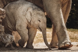 Erlebnis-Zoo Hannover (Kinder unter 9 Jahre nur mit Begleitung)