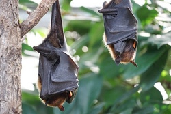 Fledermausexkursion: Wasserfledermaus & Co.
