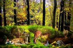 Den Wald erforschen von 6 - 9 Jahre