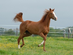 "Indianer" reiten  - ein Vormittag in Lisi´s Kinderwelt