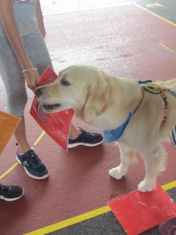 Bunte Hundestunde