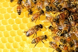 Besuch am Lehrbienenstand