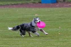 Sport- und Sp&uuml;rhunde
