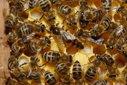 OGV Kottgeisering - Besuch bei den Bienen