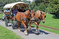 Singend und lachend auf dem Planwagen