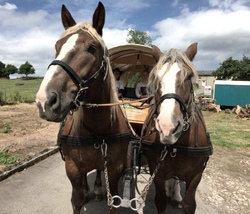 Lustig auf dem Planwagen