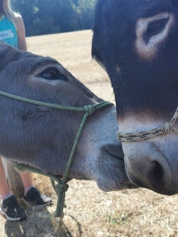 Tierisch gut! &hellip;so eine Eselwanderung! 1