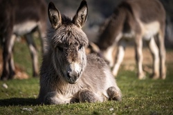 Tierisch gut! &hellip;so eine Eselwanderung! 2