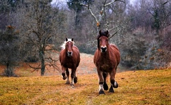 Pony- und Pferdetour