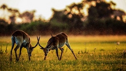 Serengeti Park 