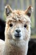 Besuch der Alpaka Ranch in Haiming