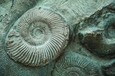 Abenteuer Fossiliensuche 2.0