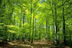 Zauberwald