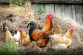Acker und Gegacker auf dem Ökohof II