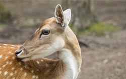 Wildpark