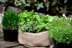 Kräuter aus dem eigenen Garten verwenden