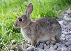 "Rund um die Kleintierhaltung"