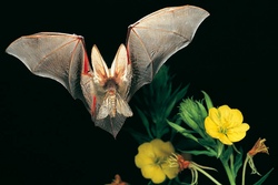 ABGESAGT: Fledermausnacht