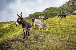 Die Schule der M.U.T.igen Tiere