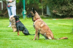 Spiel und Spaß rund um den Hund