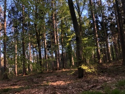 Ein Tag in der Hahnheide