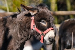 Besuch in der Eselschule