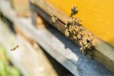 Von Bienen, Wespen und Hornissen - Imkern in Heidelberg