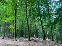 Spurensuche im Wald (f&uuml;r Kids und Teens mit erwachsener Begleitung)