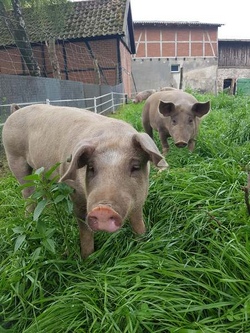 Besuch auf dem Bauernhof Schmidt in Sarnekow Nr.1