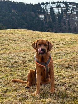 Hundespaß mit Polly !AUSGEBUCHT!