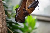 Naturforscher - Fledermaus (ab 8 Jahren)